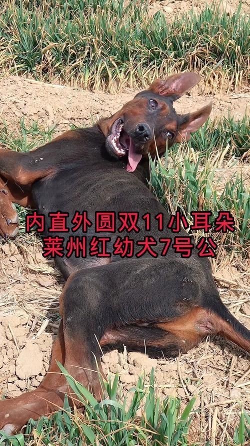 紅圓點狗頭幼犬圖片