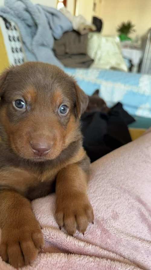 紅圓點狗頭幼犬圖片