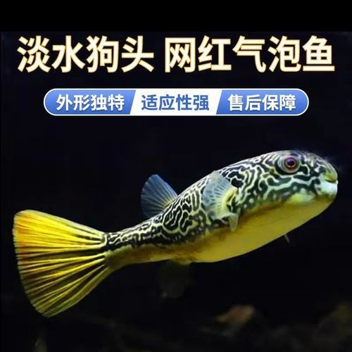 紅圓點狗頭幼犬圖片
