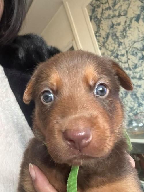 紅圓點狗頭幼犬圖片