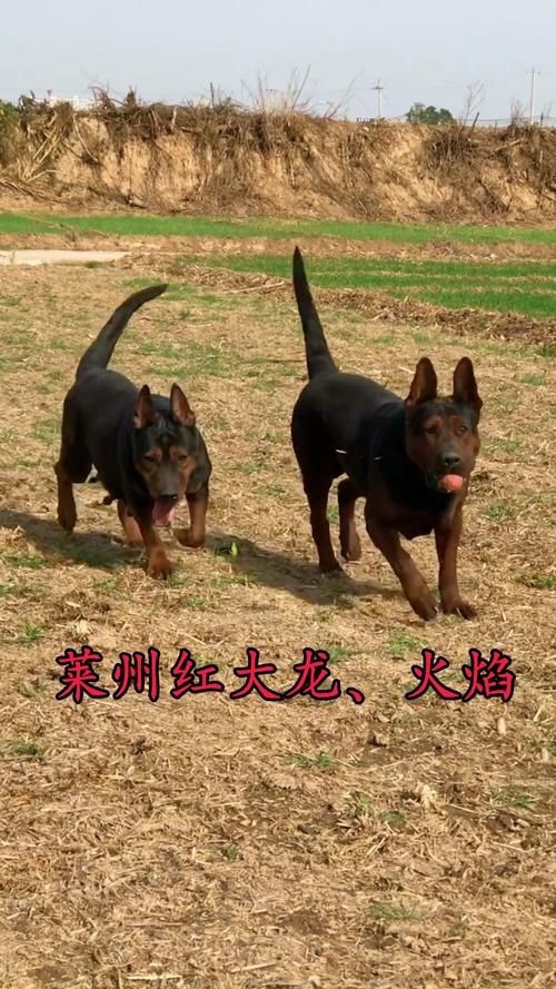 紅圓點狗頭幼犬圖片