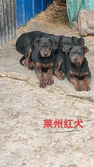 紅圓點狗頭幼犬圖片