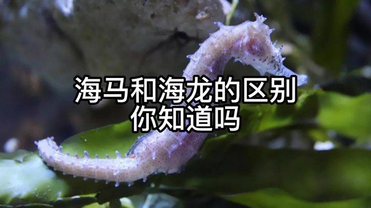 海龍和海馬有什么區(qū)別 海龍和海馬有什么區(qū)別 龍魚論壇