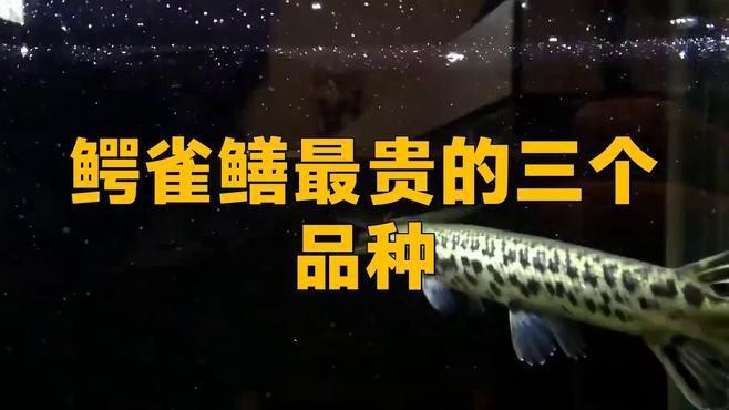 鱷雀鱔最貴的三個品種