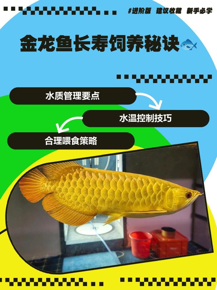 如何維持金龍魚繁殖期間的水溫穩定？