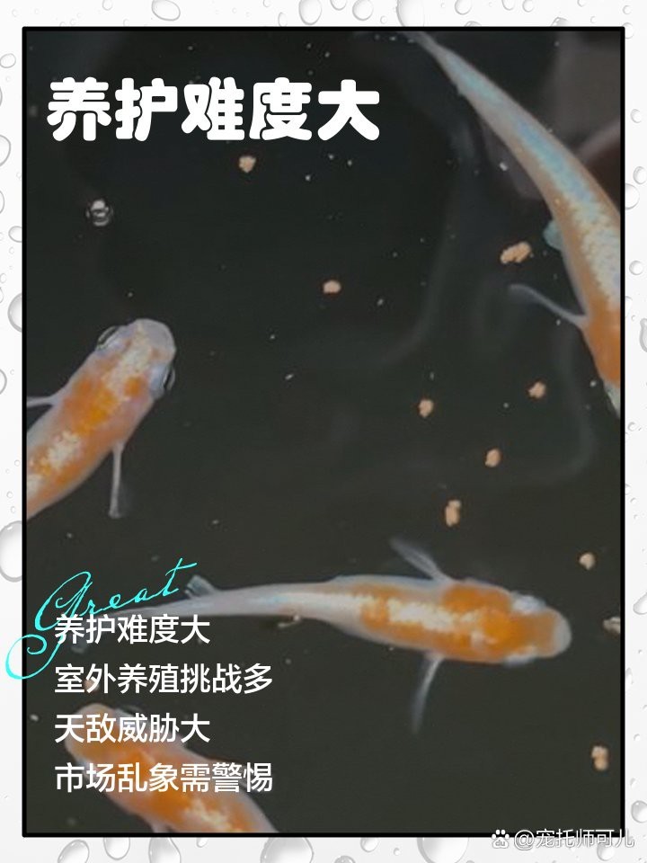 青鳉魚為何不建議養