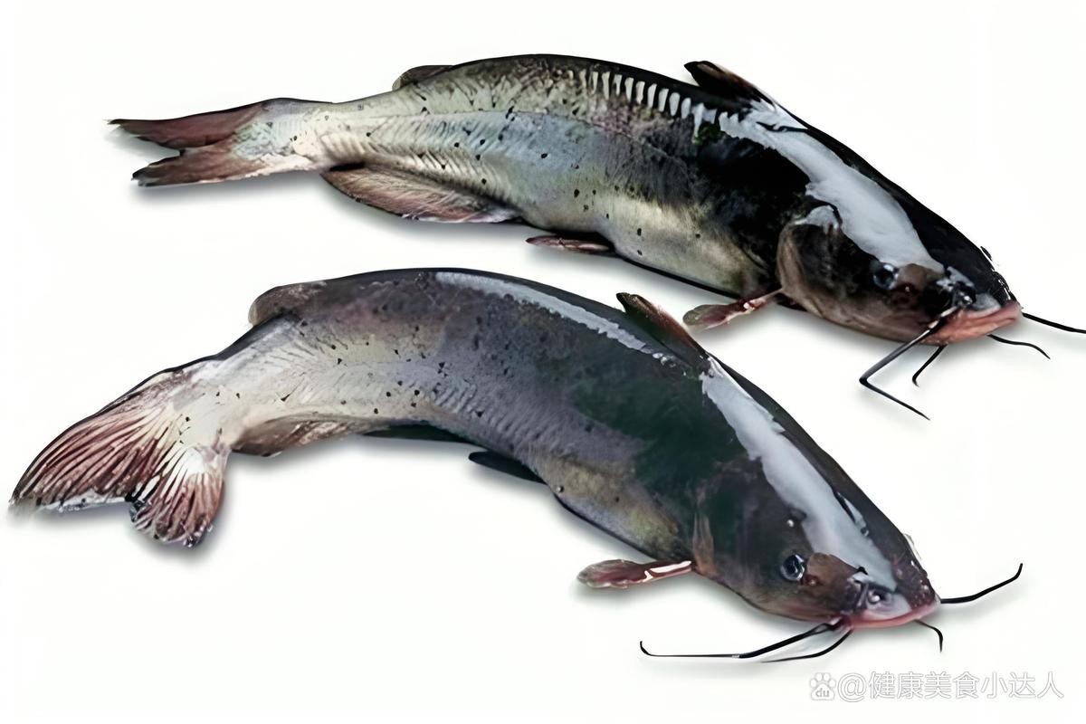 鯰魚嘴和魚嘴最簡單區分圖