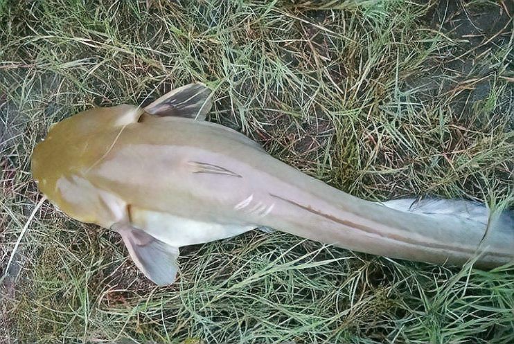 鯰魚嘴和魚嘴最簡單區分圖
