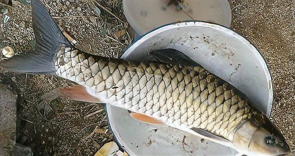 鯰魚嘴和魚嘴最簡單區分圖