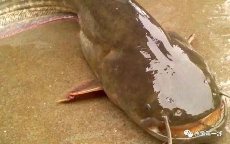 鯰魚嘴和魚嘴最簡單區分圖