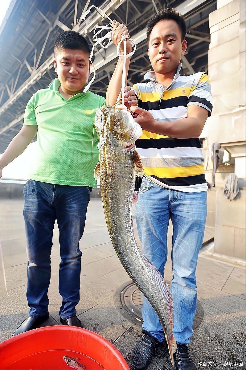 鯰魚嘴和魚嘴最簡單區分圖