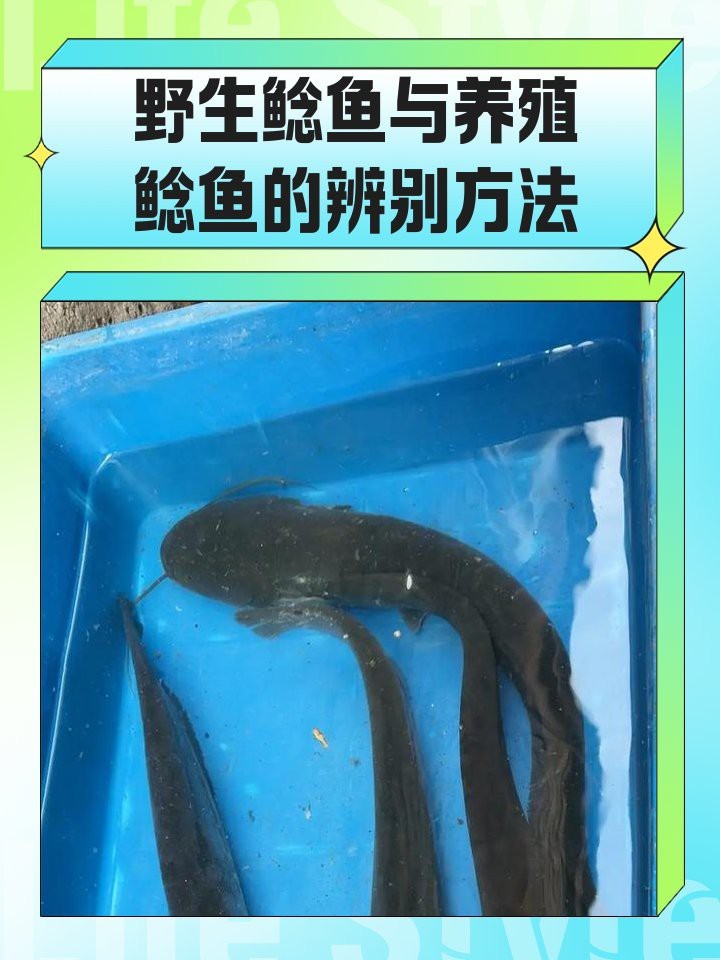 鯰魚嘴和魚嘴最簡單區分圖