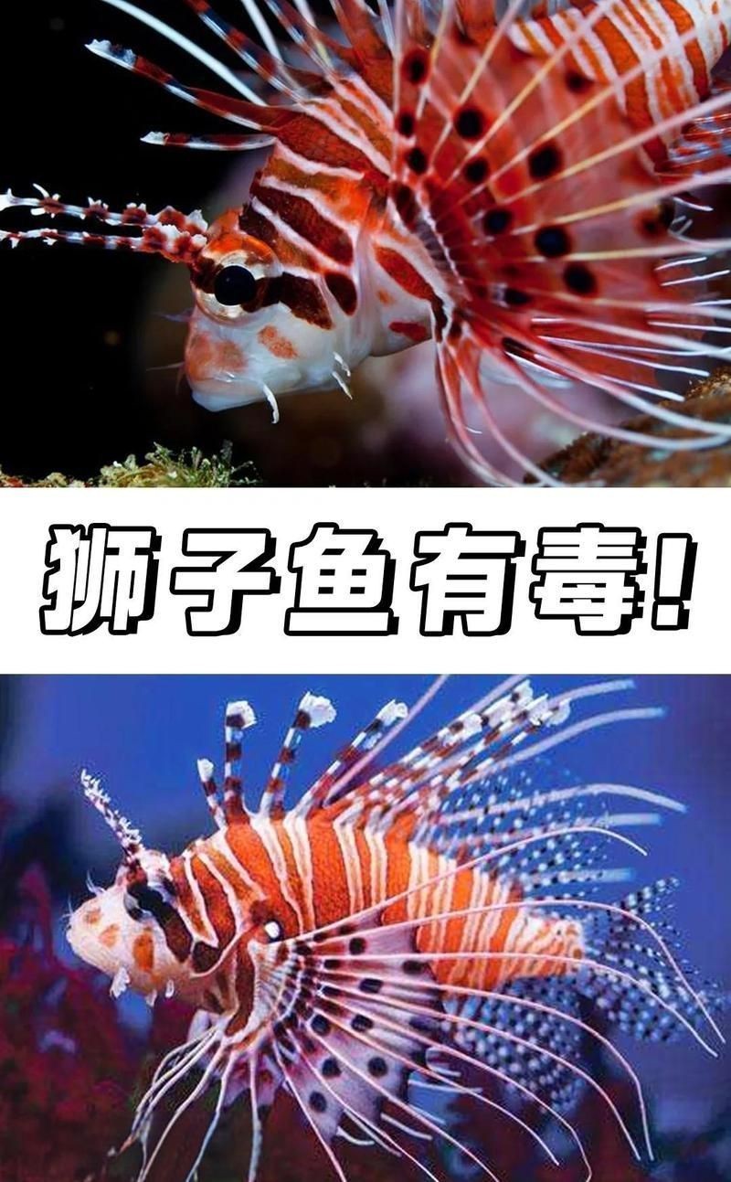 紅頭獅魚圖片及特征