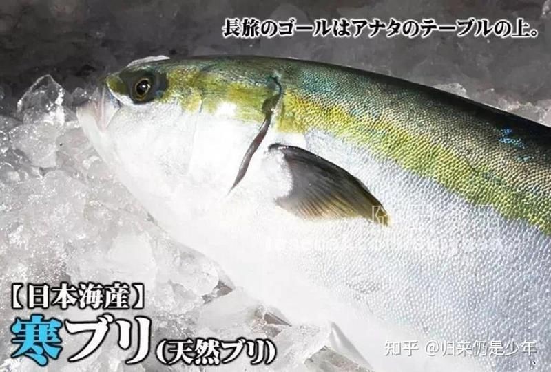 紅頭獅魚圖片及特征