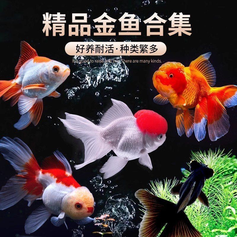 祥龍魚場的龍魚有保障嗎？，祥龍魚場的龍魚有保障嗎， 祥龍魚場的龍魚有保障嗎？，祥龍魚場的龍魚有保障嗎， 龍魚百科 第2張