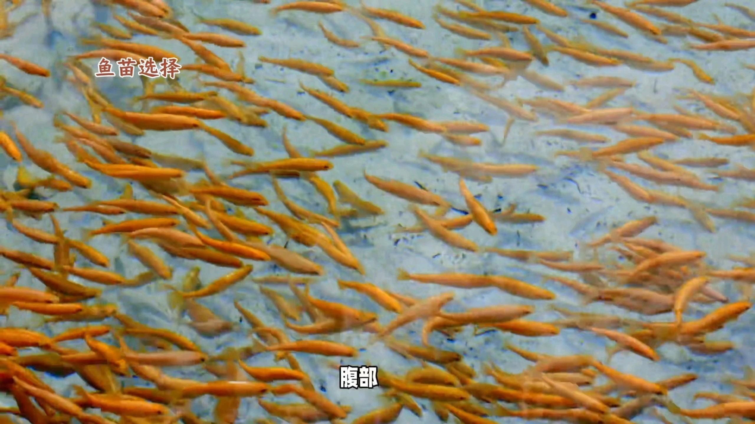 如何調節水質以達到龍魚孵化標準？