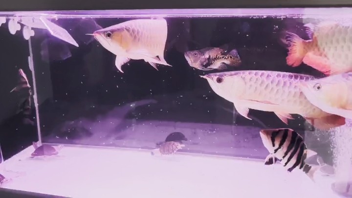 晚餐