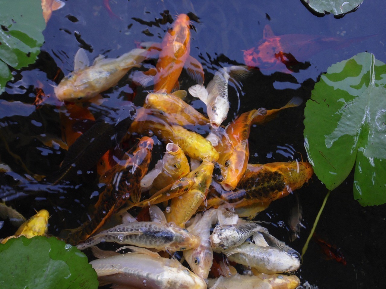 水鴉魚缸最忌三種魚
