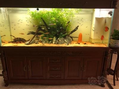 加鹽能使魚缸水清澈嗎視頻（加鹽能使魚缸水變清澈嗎）