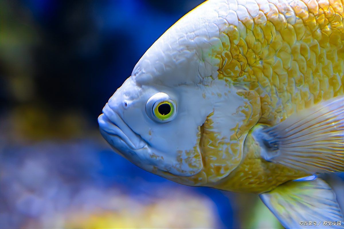 紅財神魚不吃食最怕三個東西