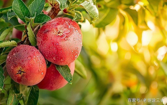 紅老虎混養最忌三種水果