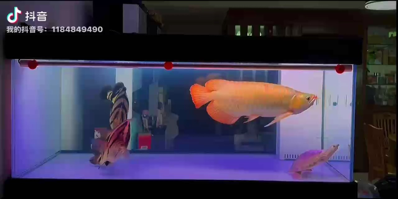 周末必修課：換水，賞魚！