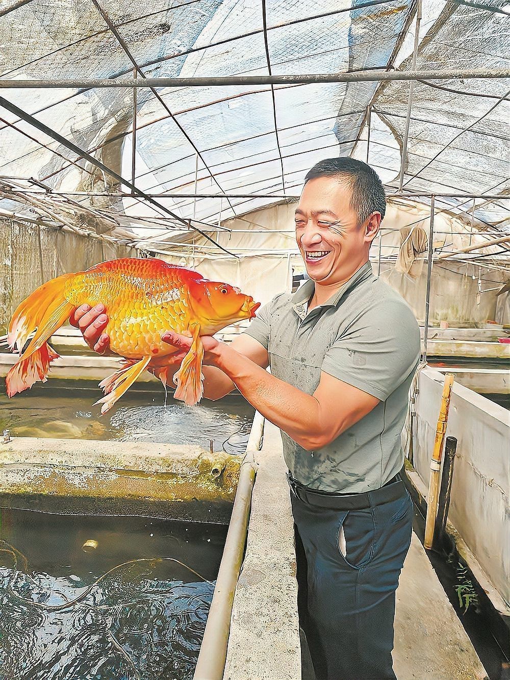 金龍魚可以在中國繁殖嗎