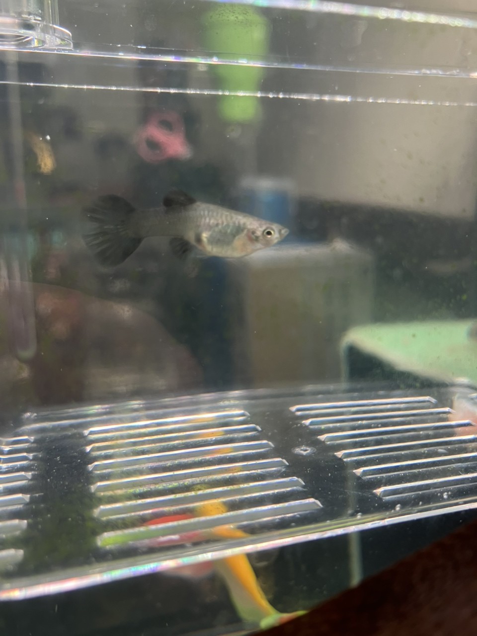 孔雀魚懷孕