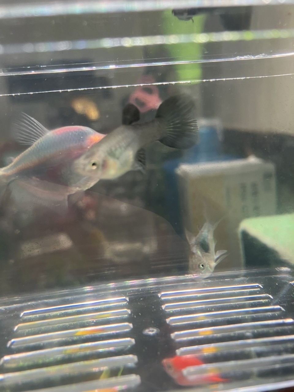 孔雀魚懷孕