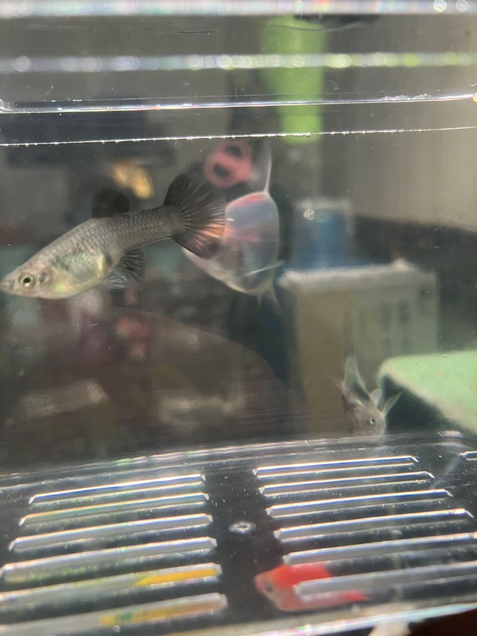 孔雀魚懷孕