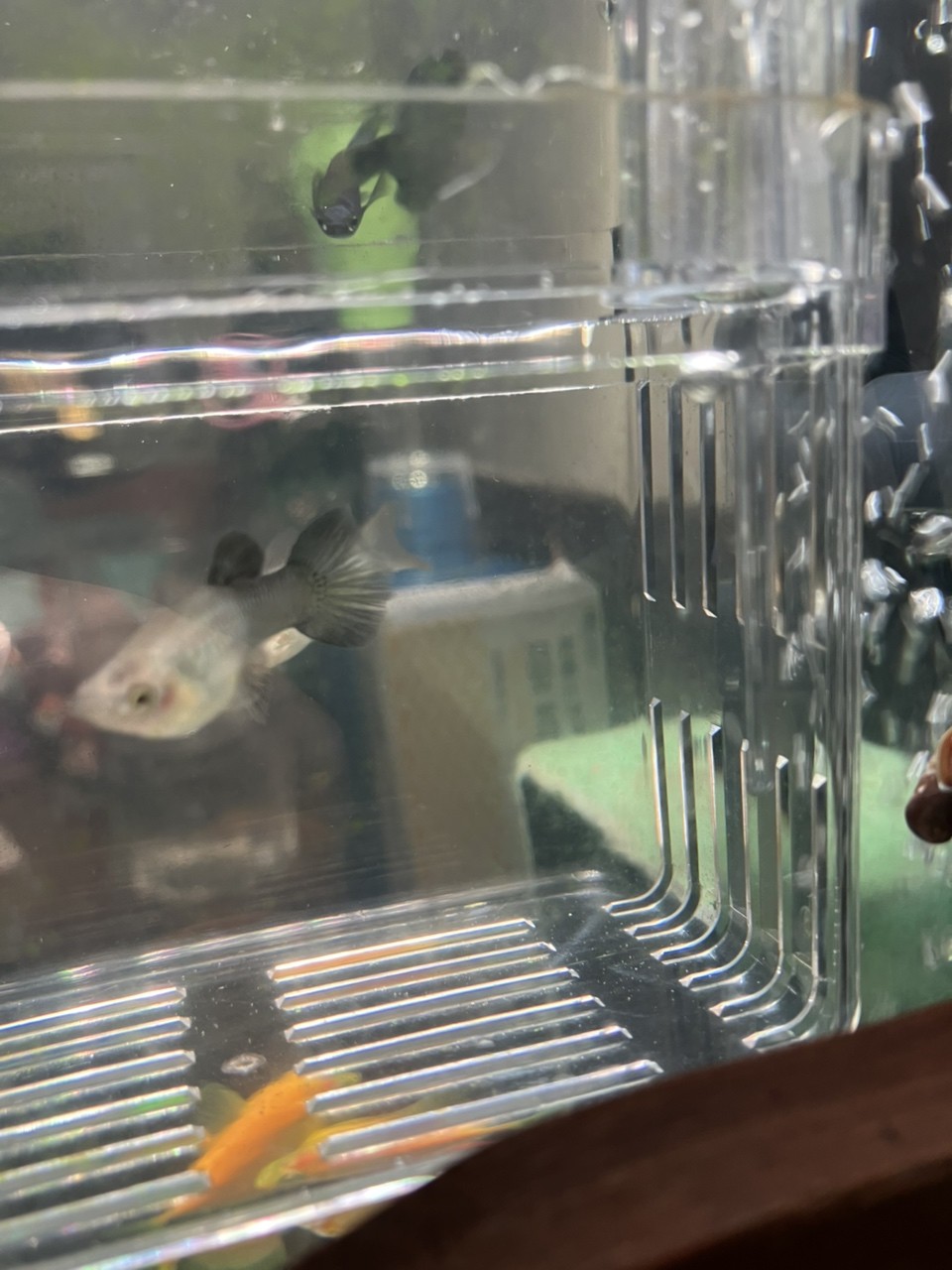 孔雀魚懷孕