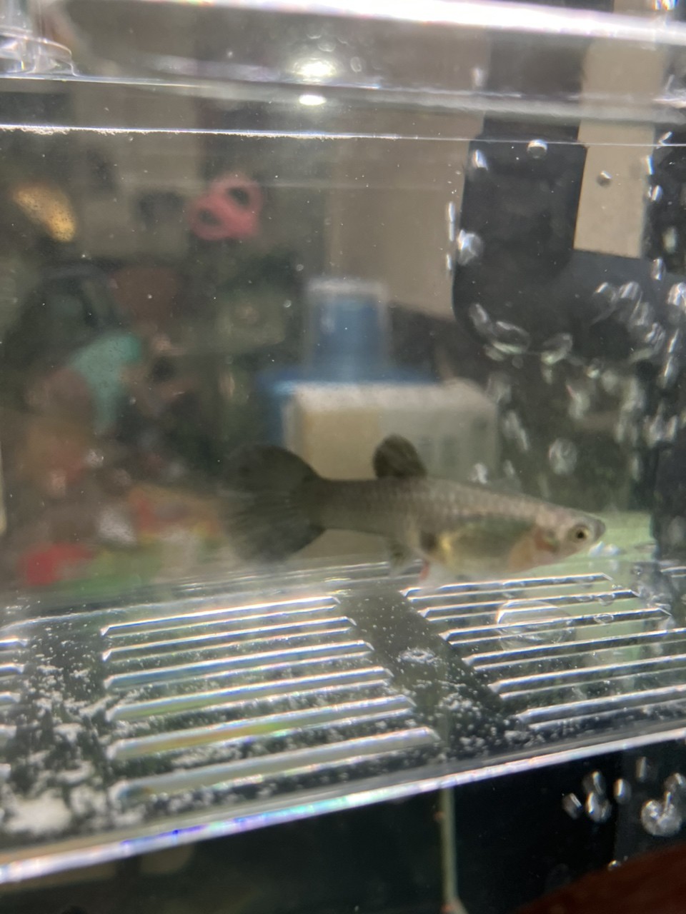 孔雀魚懷孕