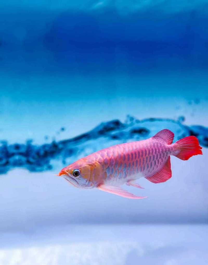 有哪些平臺提供金龍魚高清壁紙？