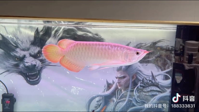 燈光。