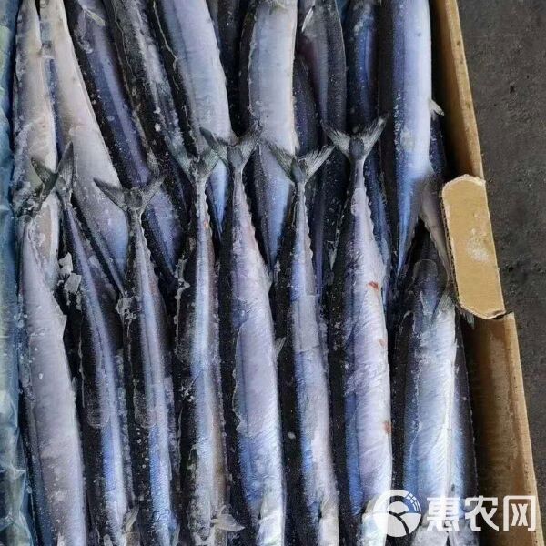 青花魚貴還是秋刀魚貴