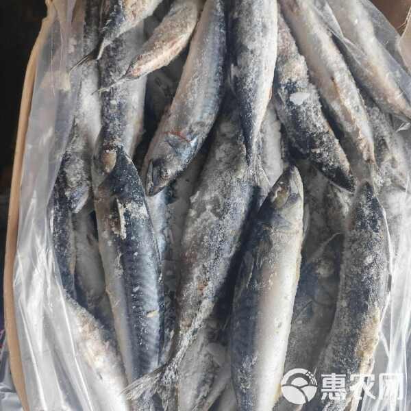 青花魚貴還是秋刀魚貴