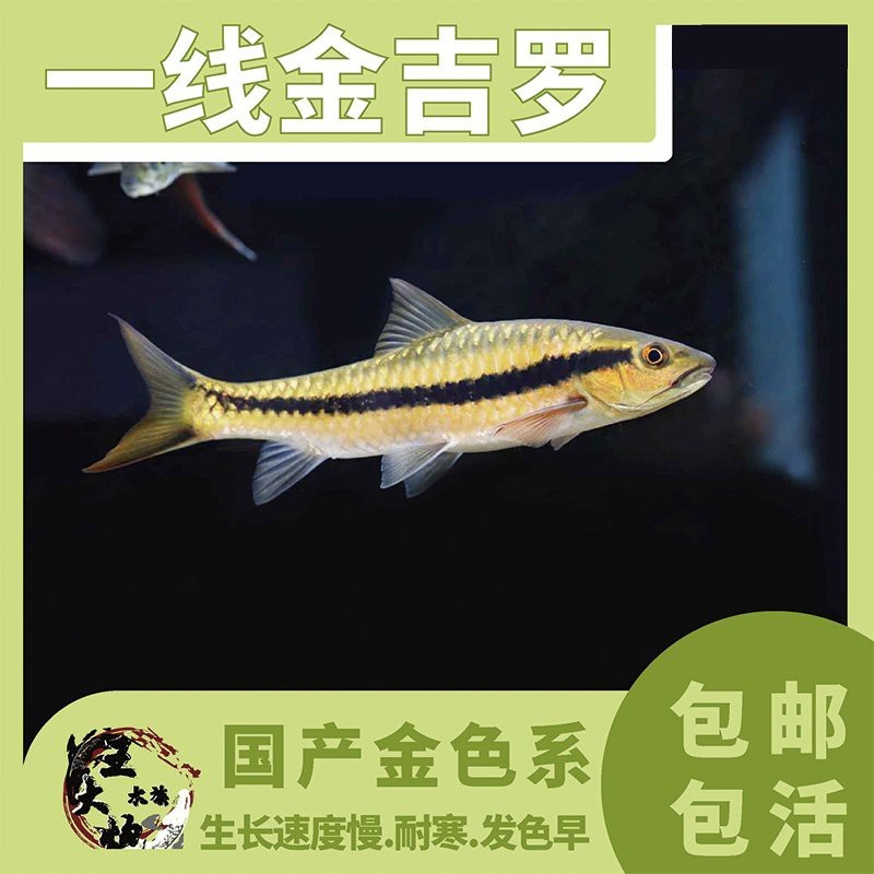 吉羅缸最忌三種東西