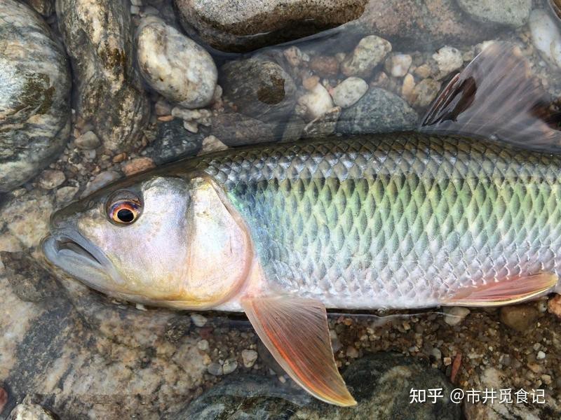 淡水魚排名前十名