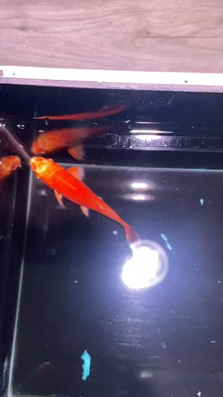 品相 品相 龍魚論壇