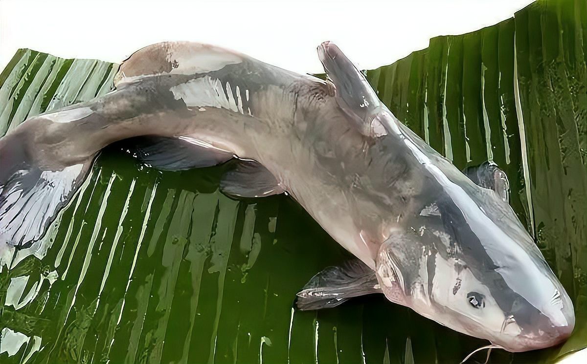 十大淡水名貴魚排行