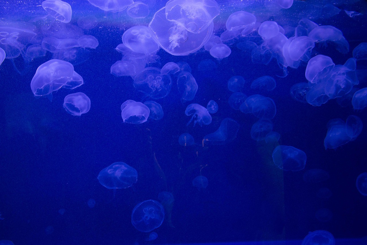 青龍是海水還是淡水