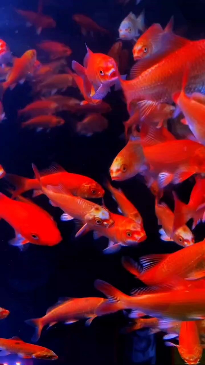 批發紅色普身蝴蝶鯉，精挑，圓頭順背下扣嘴，滿首鰭滿臀鰭，30條起批
