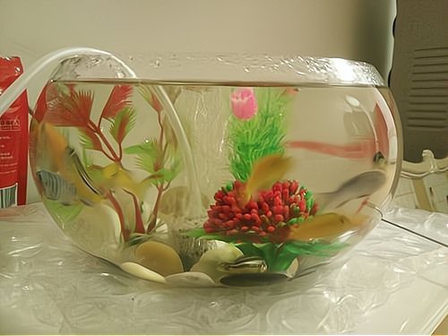 招財龍魚的正確擺放位置
