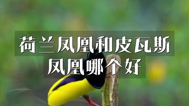 荷蘭鳳凰和皮瓦斯鳳凰哪個好