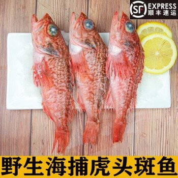 淡水虎頭魚多少錢一斤