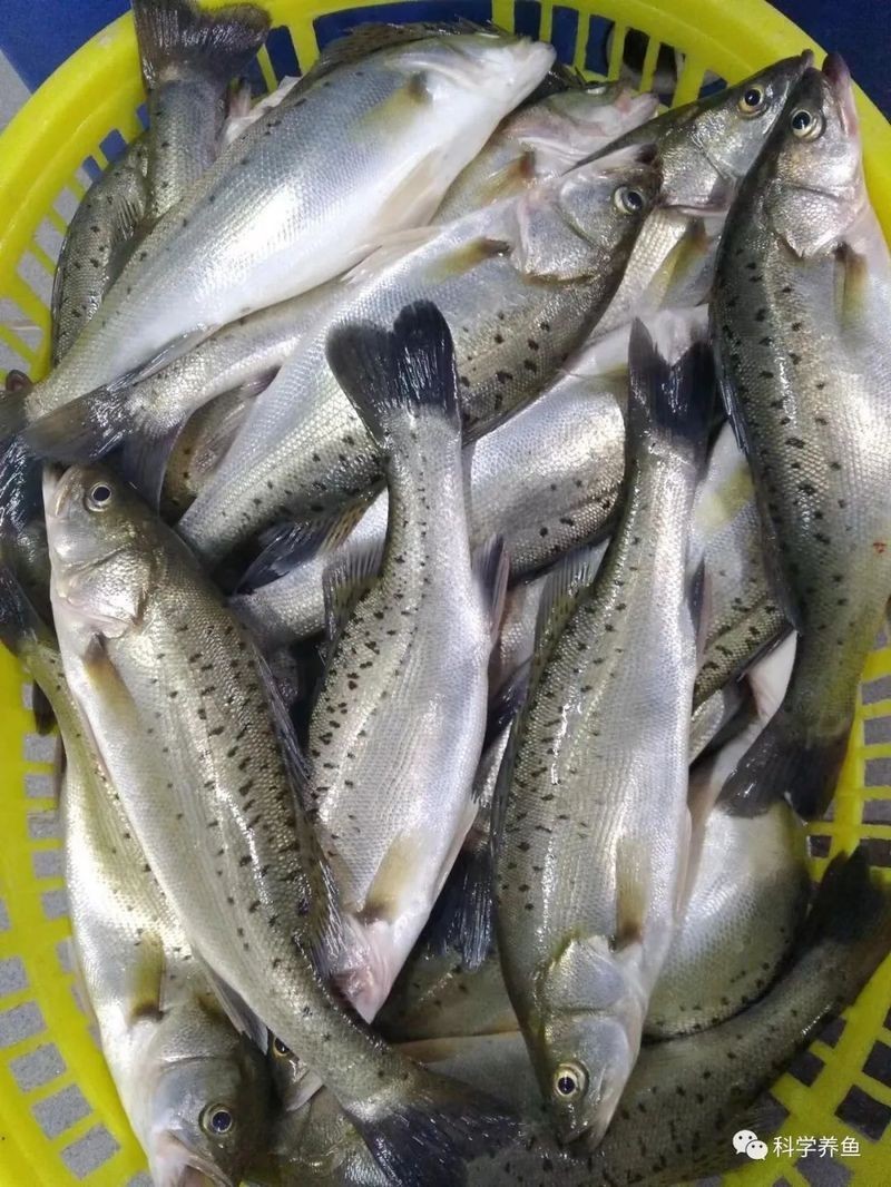 淡水虎頭魚多少錢一斤