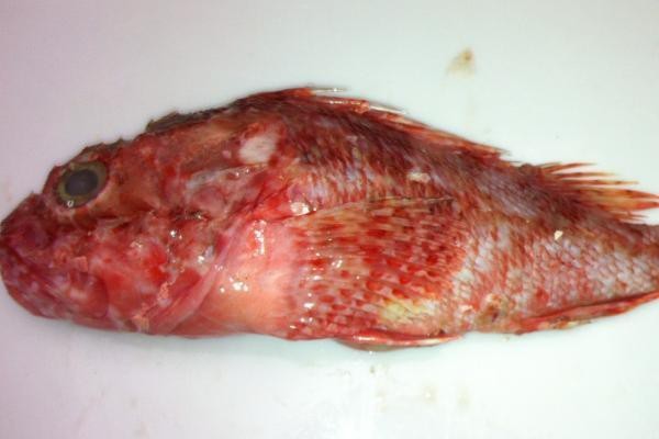 淡水虎頭魚多少錢一斤