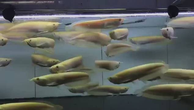 紅眼白子招財龍價格