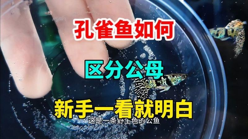 紅線黑影道人公母區別