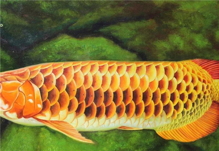 金龍魚壁紙圖片大全大圖高清